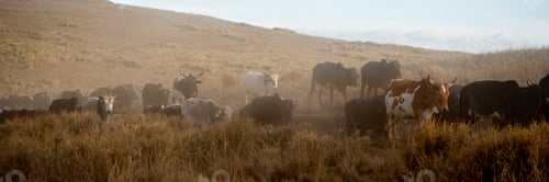 Preview: backlighting on a herd of caw