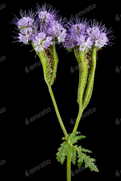 Preview: Light purple flowers of phacelia, isolated on black background