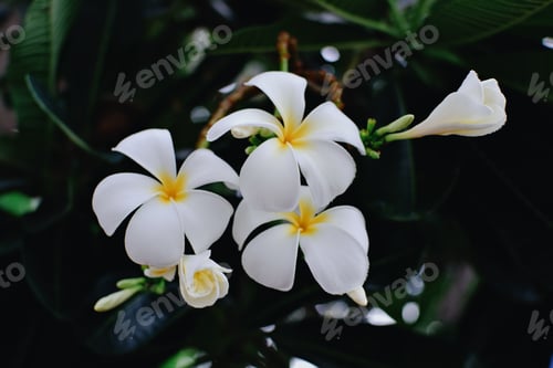 Preview: Frangipani flower (Plumeria alba) with green leaves on blurred background. White flowers with yellow