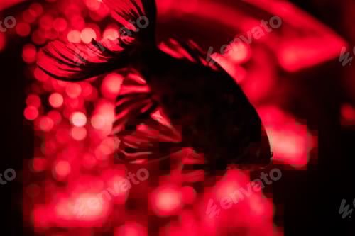 Preview: Fish swiming