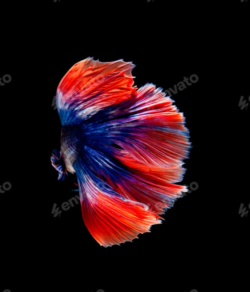 Preview: Betta fish, siamese fighting fish isolated on black background