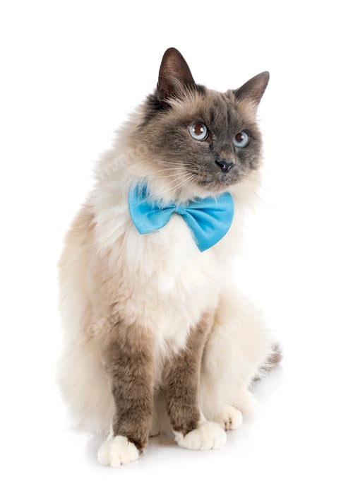 Preview: birman cat in studio