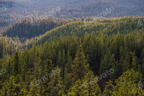 Preview: Evergreen forest from above