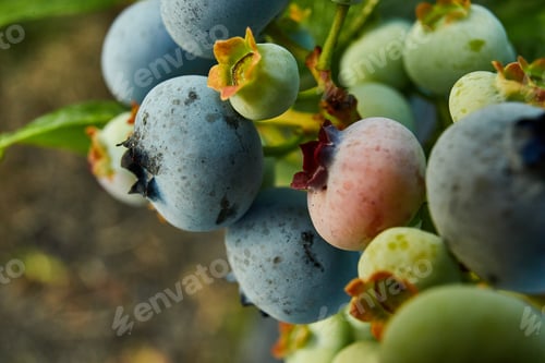Preview: Blueberry bush on sunset, organic ripe with succulent berries, just ready to pick