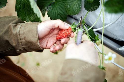 Preview: Person Harvesting Ripe Strawberry in Greenhouse