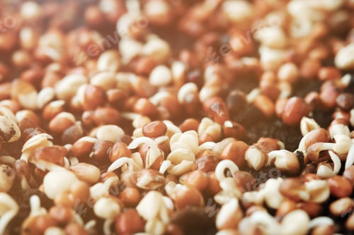 Preview: Close-up of broccoli sprouts. Growing microgreens at home. Selective focus.