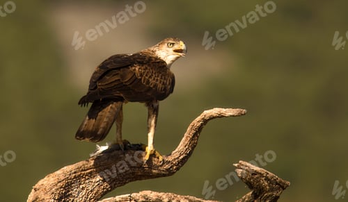 Preview: Furious wild eagle