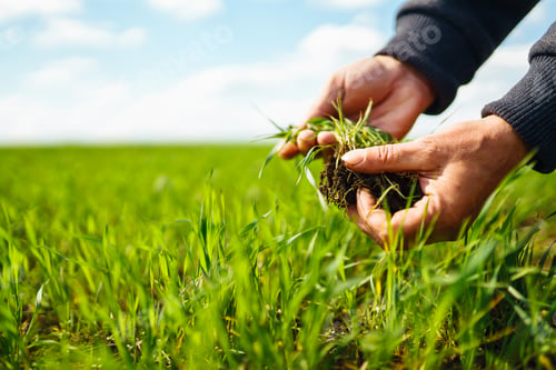 Preview: Young Green wheat seedlings in the hands of a farmer. Agronomist checks and explores sprouts of rye.