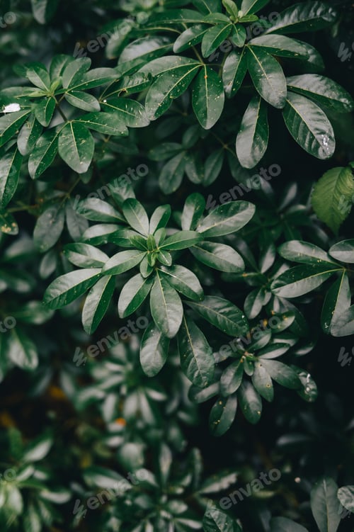 Preview: Close-up of lush green foliage with glossy leaves in a natural setting