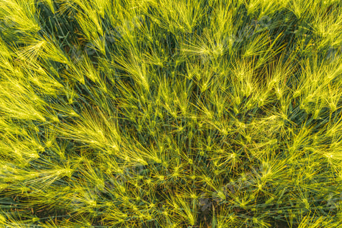 Preview: Green wheat on the field in spring. Selective focus, shallow DOF background.