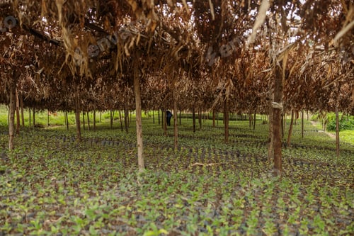 Preview: Worker among trees checking coffee sprouts on plantation