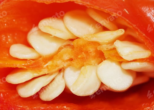 Preview: Extreme closeup of seeds in a sliced pepper fruit