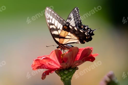 Preview: Eastern tiger swallowtail perched atop a vibrant flower, on a blurred background of green foliage
