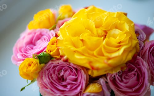 Preview: Flowers roses macro close up beautiful pink and yellow flower