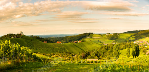 Preview: Grape hills and mountains view from wine street in Styria, Austria ( Sulztal Weinstrasse ) in summer