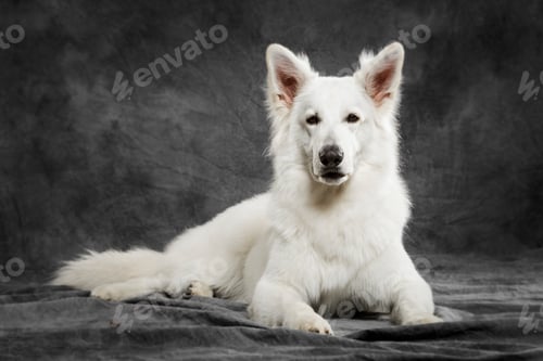Preview: Studio portrait of an expressive White Swiss Shepherd dog