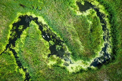Preview: Aerial view of blooming algae on the river in spring