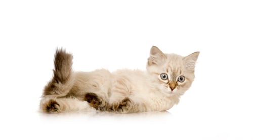 Preview: Blu-tabby-point Birman kitten