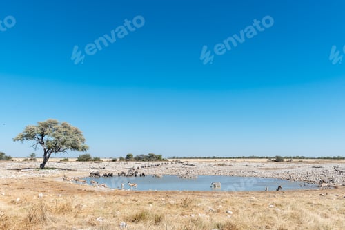 Preview: Burchells zebras, blue wildebeest and springbok drinking water