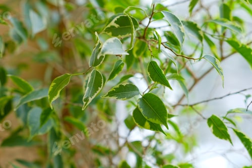 Preview: Bright green ficus botanical background. Potted houseplants. Flower diseases. Aging and wilting.