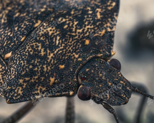 Preview: High-resolution closeup shot of a marmorated stonework surface with intricate detailing