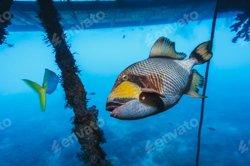 Preview: trigger fish getting super close