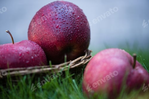 Preview: Close-up view of fresh ripe red apples with water drops in wicker basket in grass