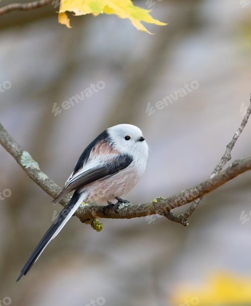 Preview: Long-tailed tit, Aegithalos caudatus. A bird sitting on a tree branch