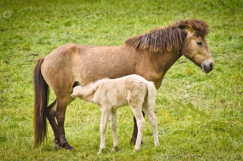 Preview: A light brown mare and its newborn white foal are grooming treasured and providently together