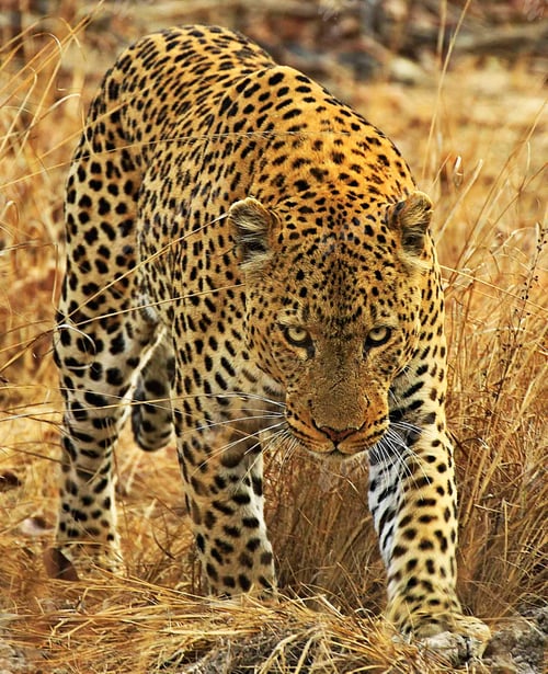 Preview: A Magical Zambia Wildlife place in World