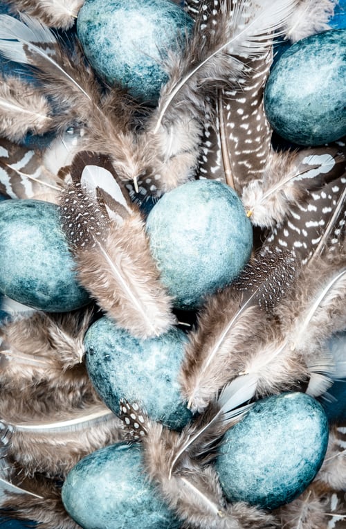 Preview: Easter blue eggs with colorful bird feathers on blue background, top view