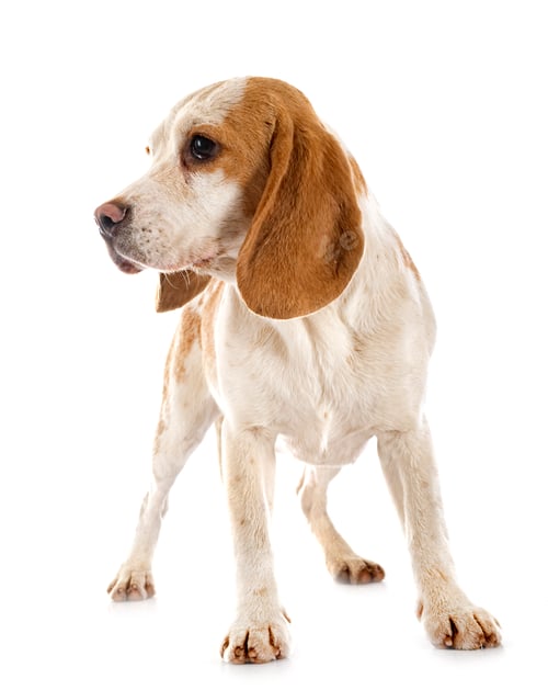 Preview: young beagle in studio