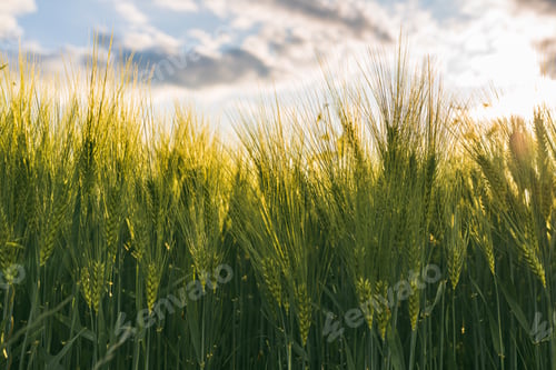 Preview: Green wheat on the field in spring. Selective focus, shallow DOF background.