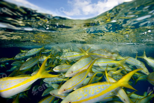 Preview: Yellowtail snapper.