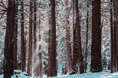 Preview: Winter forest