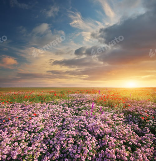 Preview: Spring flowers in meadow.