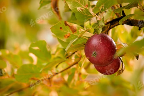 Preview: Red apple, nutrition and growth in nature, fruit and sustainability of agriculture in farm or outdo