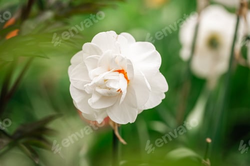 Preview: Fluffy white daffodil grow and bloom, close up.