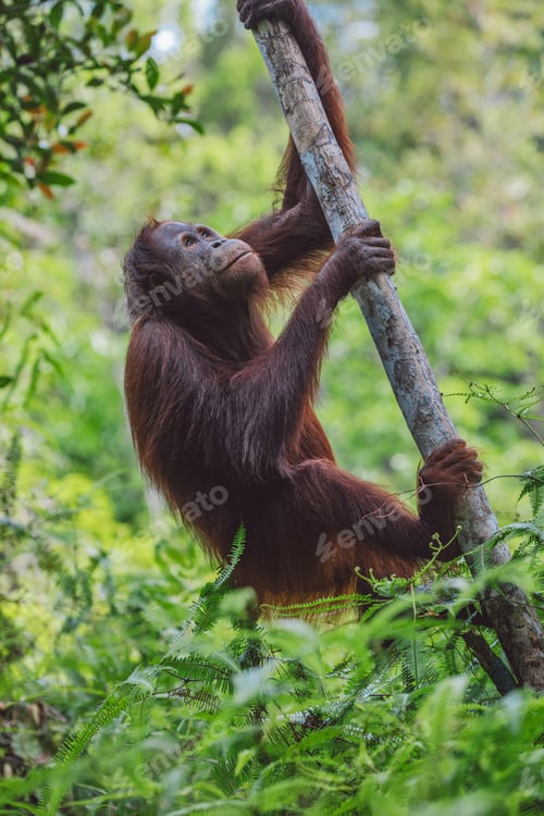 Preview: Orangutans