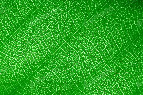 Preview: Macro photo of microscopic organic foliage. green leaf texture background