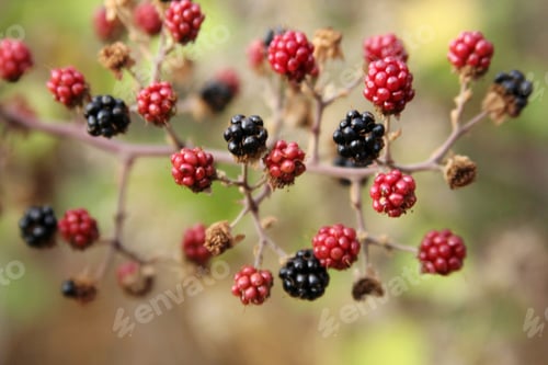 Preview: Blackberry