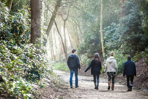 Preview: A group of friends strolling down a sunlit forest path