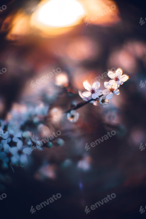 Preview: Closeup shot of a beautiful blossomed cherry tree was a beautiful spring, flowery background