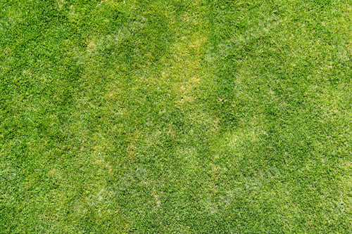 Preview: Lush green grass field