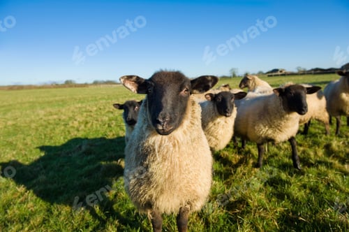 Preview: A small flock of sheep in a field.