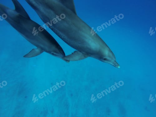 Preview: Wild Dolphins