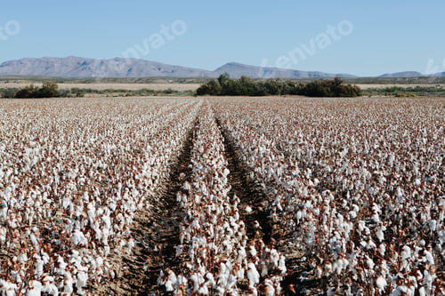Preview: Large field of cotton, near Hatch, New Mexico