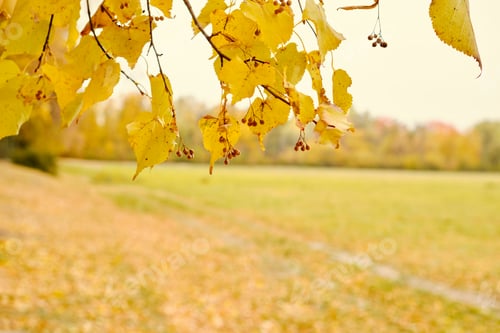 Preview: Autumn yellow linden leaves in the foreground. Meadow in the park, autumn cloudy weather.