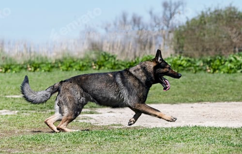 Preview: training of german shepherd