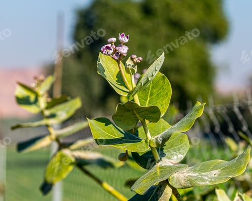 Preview: Vibrant and colorful garden with a Plant Bombadeira (Caotropis procera) flower